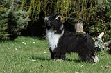 CHIEN NU CHINOIS 084